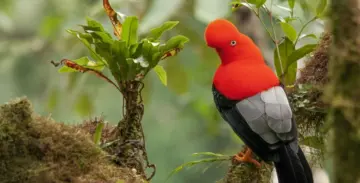 Un viatge per conèixer els ocells que viuen al Perú, sense sortir de l’Espai Línia