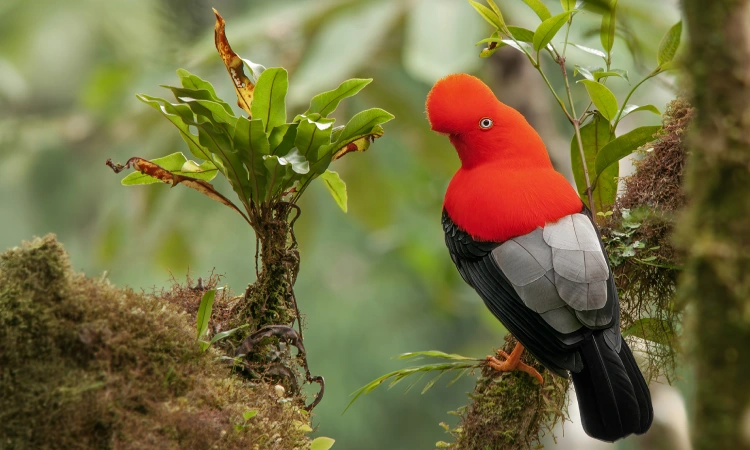 Un viatge per conèixer els ocells que viuen al Perú, sense sortir de l’Espai Línia